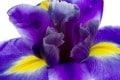 beach wedding flowers iris