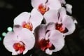 beach wedding flowers orchid