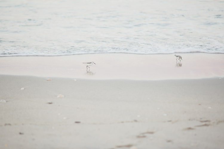 Beauty and the Beast themed wedding on the Beach