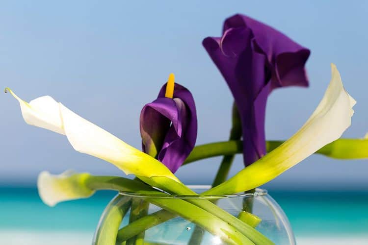 Lavender wedding lilies 