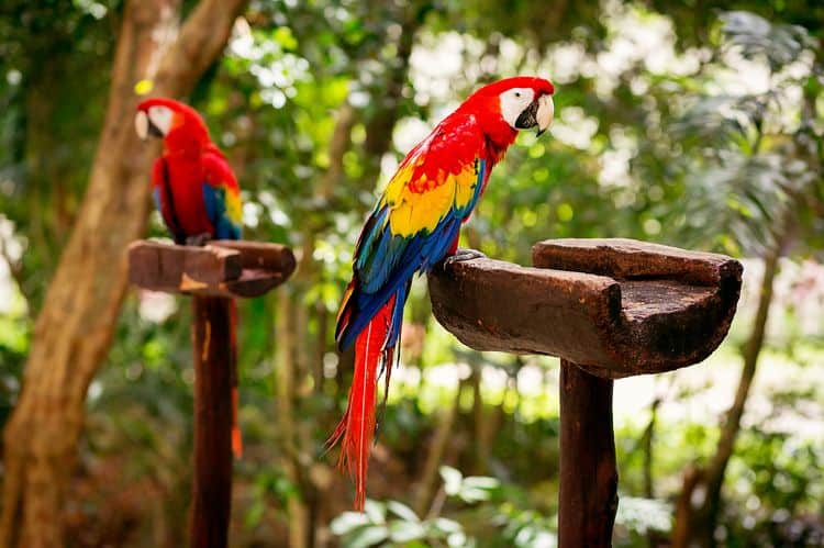 xcaret wedding